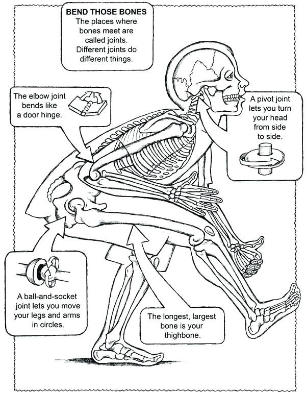 Free anatomy physiology coloring pages printable